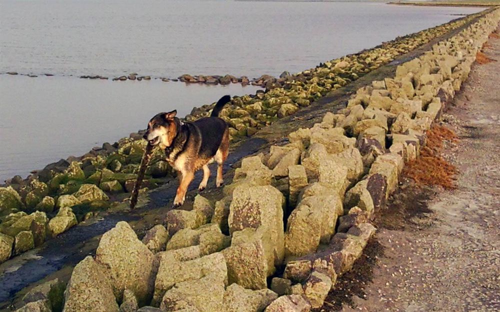 Hotel, Restaurant, Cafe Pharisaerhof - Nordseeurlaub Mit Hund Nordstrand Exterior photo